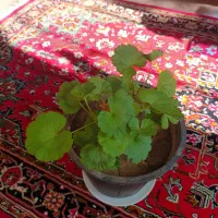 گلهای طبیعی سرحال