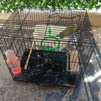 مرغ عشق