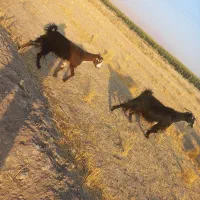 ۱۷راس بز کهر دار درشت|حیوانات مزرعه|مرودشت, ثبت احوال|دیوار