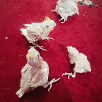 جوجه عروس هلندی سرلاکی