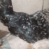 مرغ کرچ گلین لری