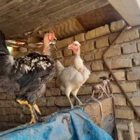 جوجه|حیوانات مزرعه|شیراز, تندگویان|دیوار