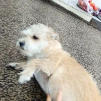 سگ گمشده|حیوانات|آبادان, |دیوار