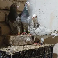 کبوتر پرشی و جفتی رنگه والمانی