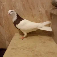 کبوتر طوقی ماده