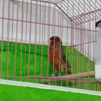 قناری نر سوخته|پرنده|بم, |دیوار