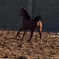 اسب درهشوری