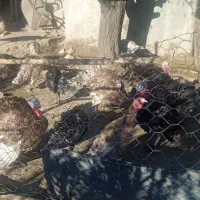 13 عدد بوقلمون