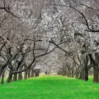 خدمات در منزل و رانندگی