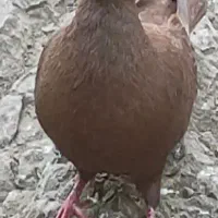 کبوتر زرد|پرنده|قزوین, |دیوار