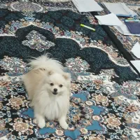 سگ خونگی|سگ|ایرانشهر, |دیوار