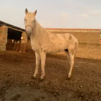 اسب‌مادیان ۶ ساله|اسب و تجهیزات اسب‌سواری|گرگان, |دیوار