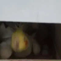 عروس هلندی مولد|پرنده|ری, تقی آباد|دیوار