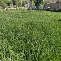 رول بذر چمن/چمنکاری با استفاده از رول بذر