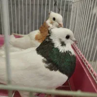 طوقی|پرنده|شیراز, تل حسین‌آباد|دیوار