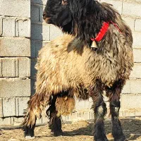 بره قوچی|حیوانات مزرعه|شیراز, گچی|دیوار