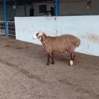 ۴۸ راس بره نر چاق نژاد ترکمن و افشار|حیوانات مزرعه|شیرگاه, |دیوار