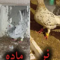 کفتر طوقی کبوتر