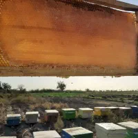 عسل صدرصد طبیعی کوهستان