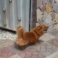 سگ پامر اشپیتز نر فروش نقدی یا معاوضه