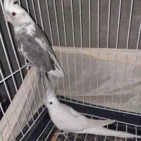 عروس هلند نر و ماده مولد