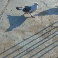 کبوتر|پرنده|پارس‌آباد, |دیوار