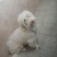 سگ نر|سگ|جهرم, |دیوار