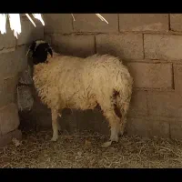 میش محلی12000000