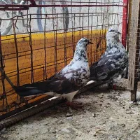 کبوتر پرشی قاره کاکلی
