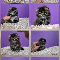 گربه بریتیش اسکاتیش ۲ماهه نر اموزش دیده دستی