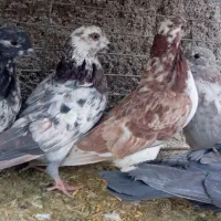 کفترپرشی|پرنده|حمیدیا, |دیوار