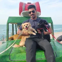 سگ طلایی رنگ در خ جاشو گم شده