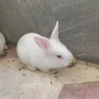 بچه خرگوش