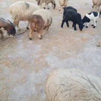 15 راس میش داشتی|حیوانات مزرعه|جره و بالاده, |دیوار