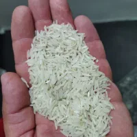برنج فجر سوزنی امساله|خوردنی و آشامیدنی|علیآباد کتول, |دیوار