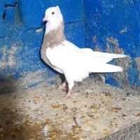 ۹ عدد جوجه طوقی هیچ پری تا ۱۰ بند انداخته|پرنده|یاسوج, |دیوار