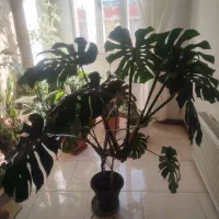 گل برگ انجیری .دفین باخیا،پتوس.زامفولیا،بنجامین