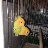 کوتوله برزیلی|پرنده|اهر, |دیوار