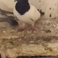 پرنده کبوتر باغ وحش