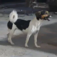 مینی سگ