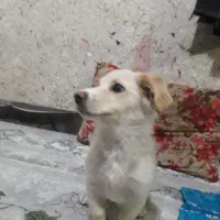 سگ پاکوتا|سگ|شهریار, دهشاد بالا|دیوار