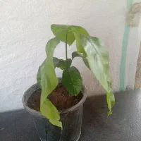 درختچه انبه کاشت دست خدم