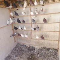 ۵۰عدد کبوتر قاطی کنه و مخلفه