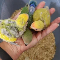 طوطی برزیلی|پرنده|بوشهر, |دیوار