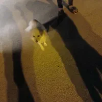 سگ خانگی|سگ|فامنین, |دیوار