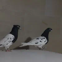 کفتر دوتا ماده بی نظیر