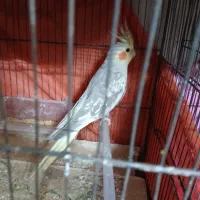 عروس هلندی به شرط|پرنده|خان ببین, |دیوار