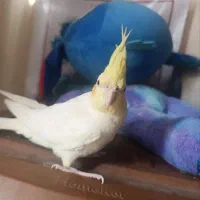 عروس هلندی لوتینو|پرنده|زابل, |دیوار