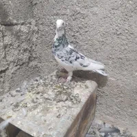 کبوتر سرور نر