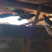 کبوتر مسافتی|پرنده|زرین آباد, |دیوار